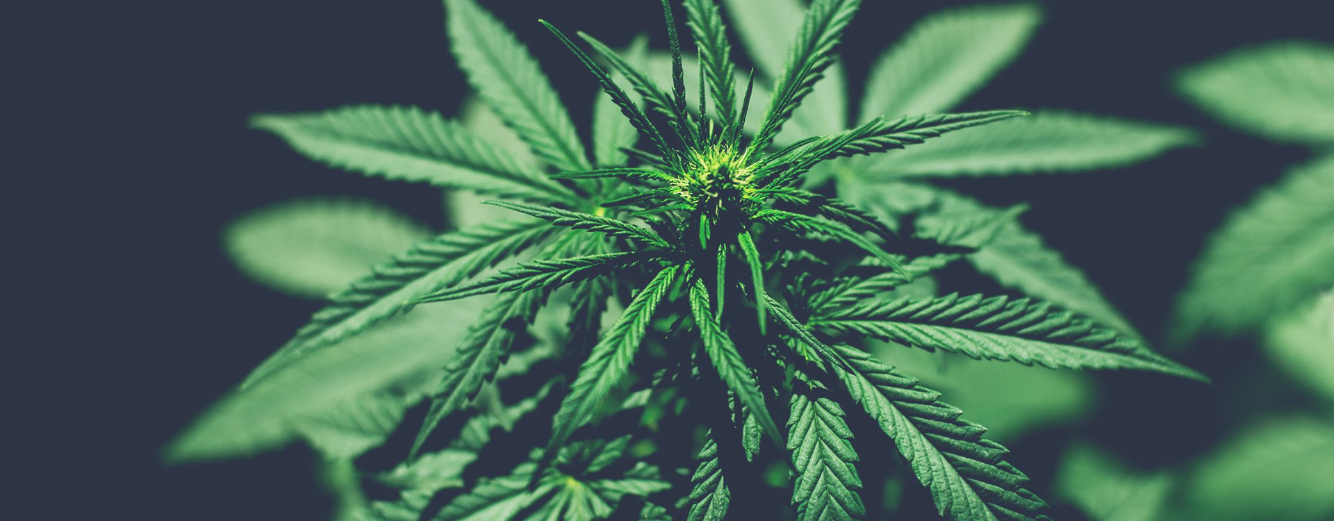 CBD-planta