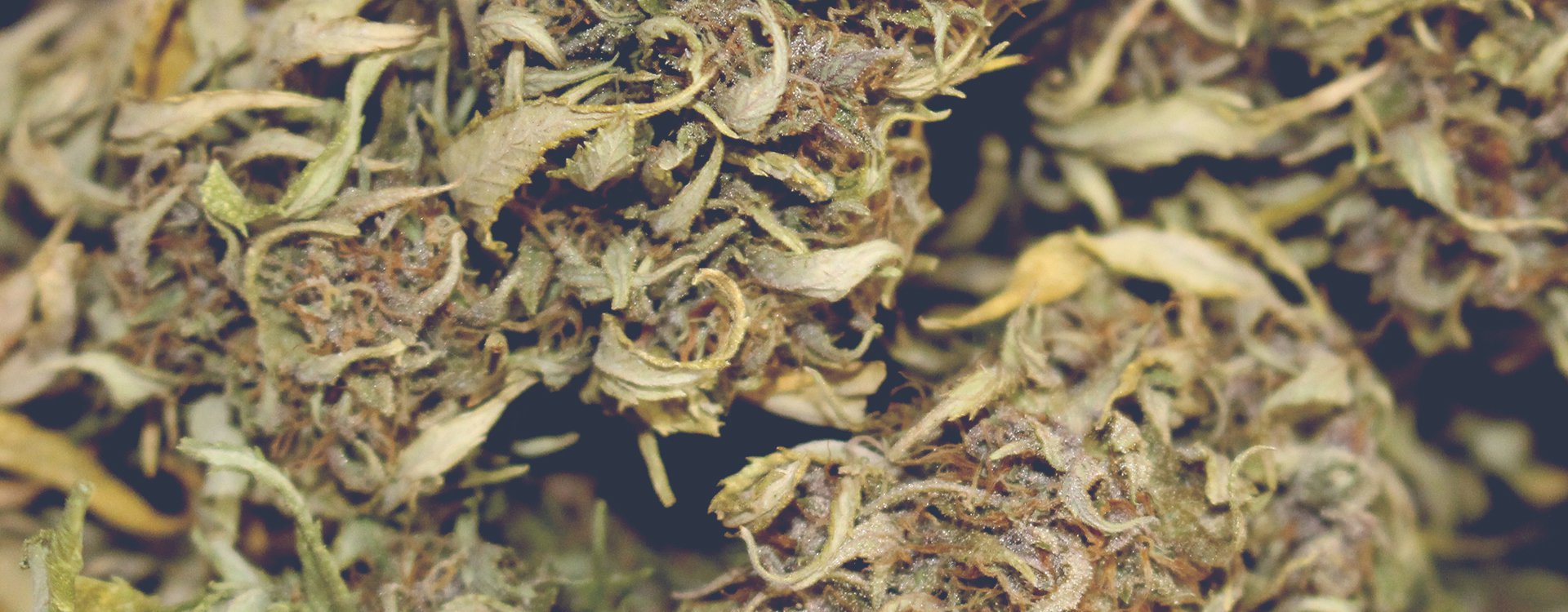 CBD buds