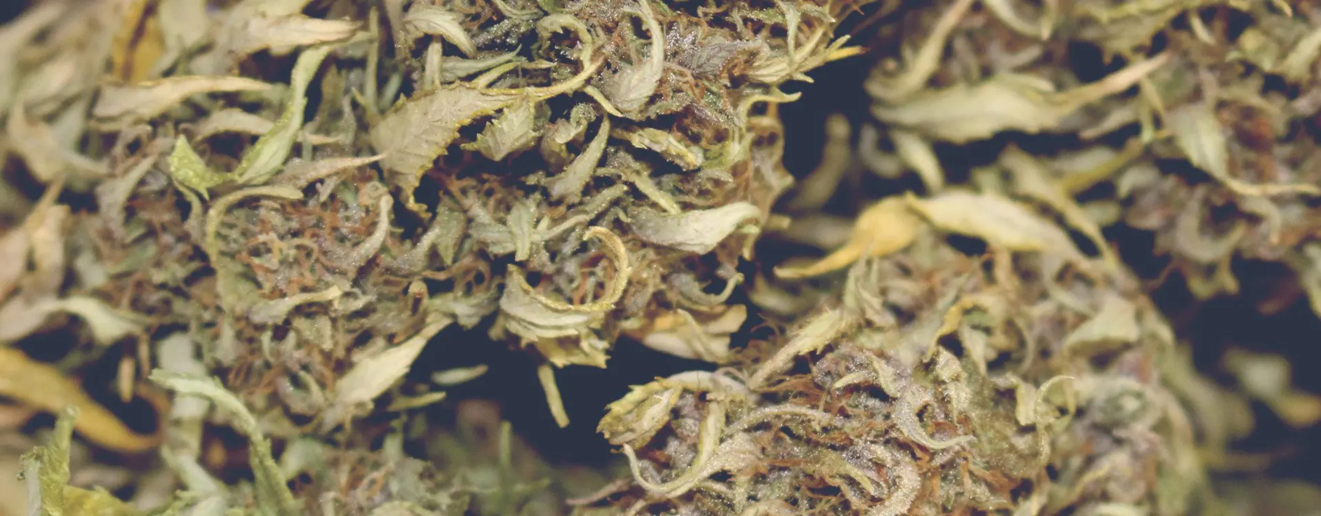 CBD buds