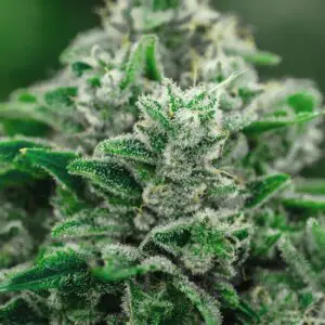 Cannabisblommor