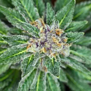 Cannabisblommor