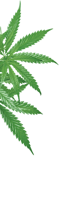 Cannabisblommor Cannabisblommor