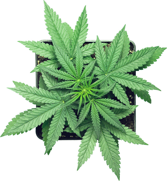Cannabisblomma som växer
