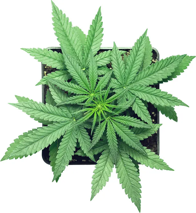 Cannabisblomma som växer Cannabisblomma som växer